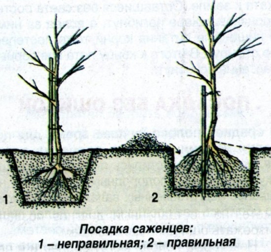 Фото в яблонях позы